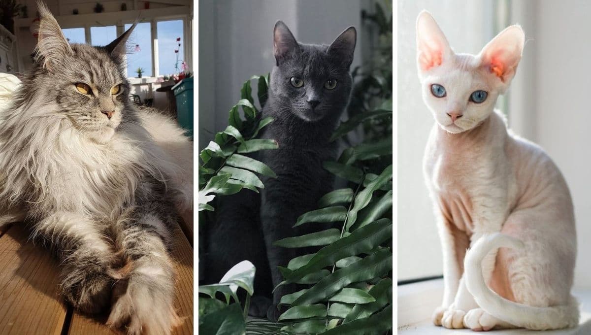 ¿Te gustan los gatitos obedientes? Estas son las 5 razas mejor portadas