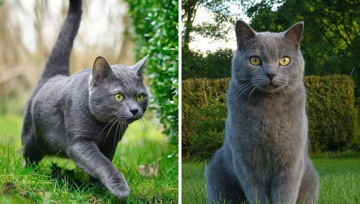 6 nombres italianos para gatos sofisticados y lindos con su significado