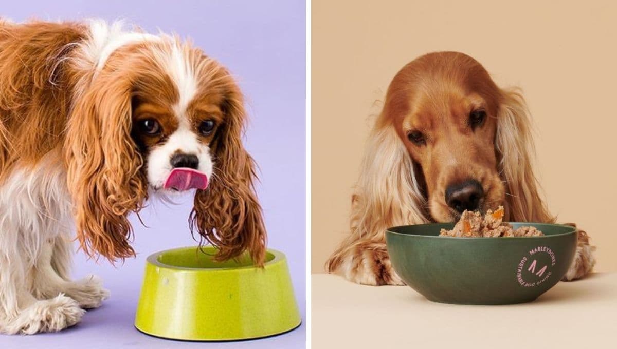 ¿Dejas la comida de tu perro todo el día en su plato? Por ESTO no debes hacerlo
