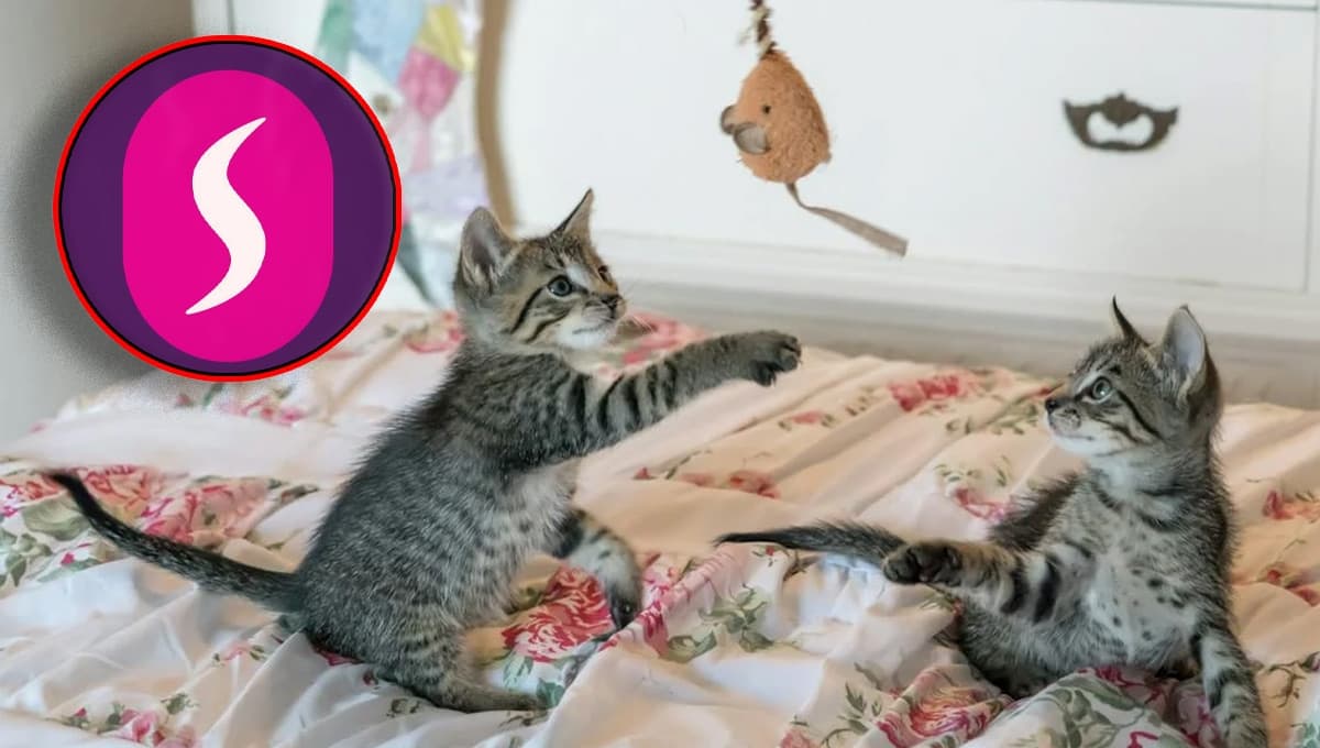 Suburbia pone con descuento el kit de juguetes para gato que pondrá muy feliz a tu michi
