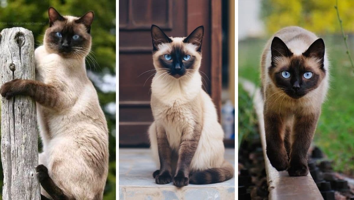 ¿Quieres un gato siamés como mascota? Antes debes conocer estos 4 datos