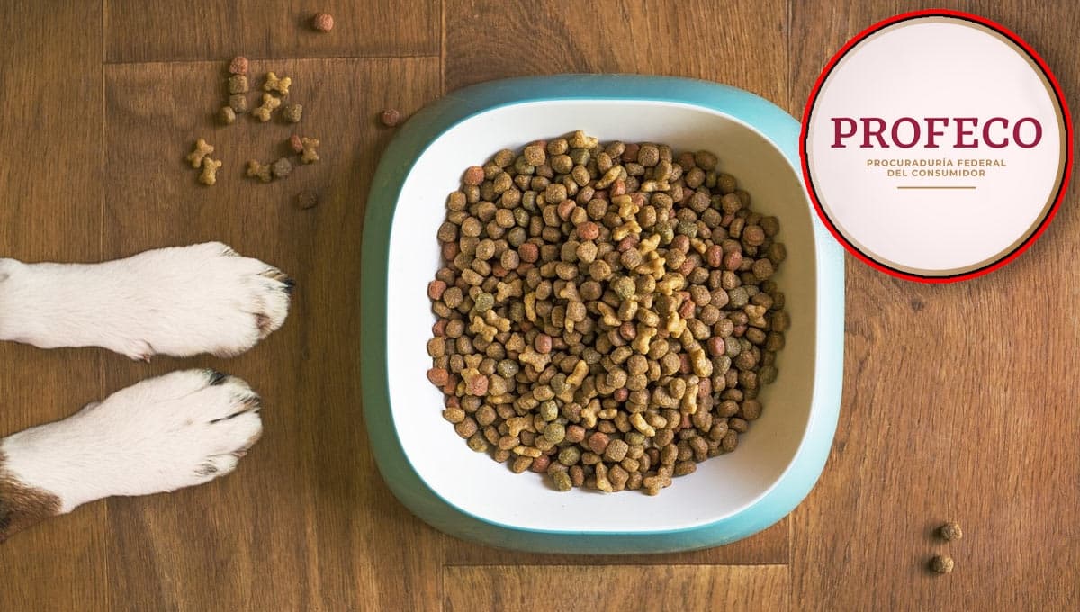 ¿Qué croquetas para perro tienen más proteína? Profeco da las 3 mejores opciones