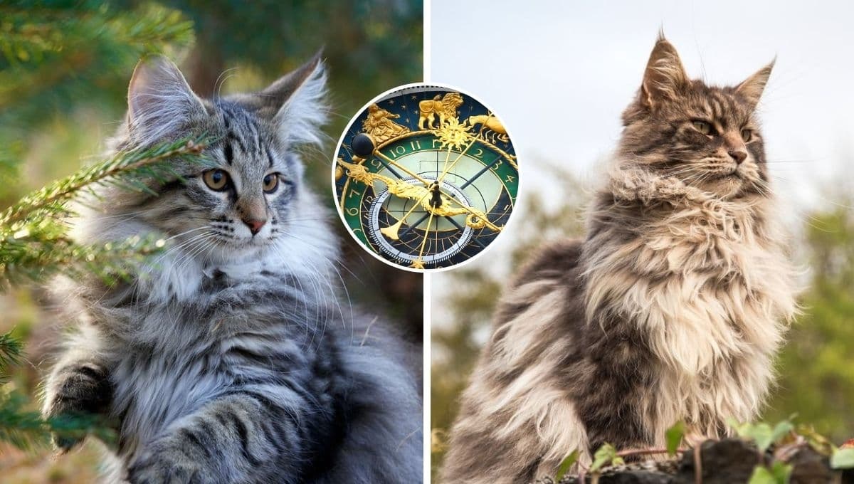 ¿Qué raza de gato eres según tu signo zodiacal?