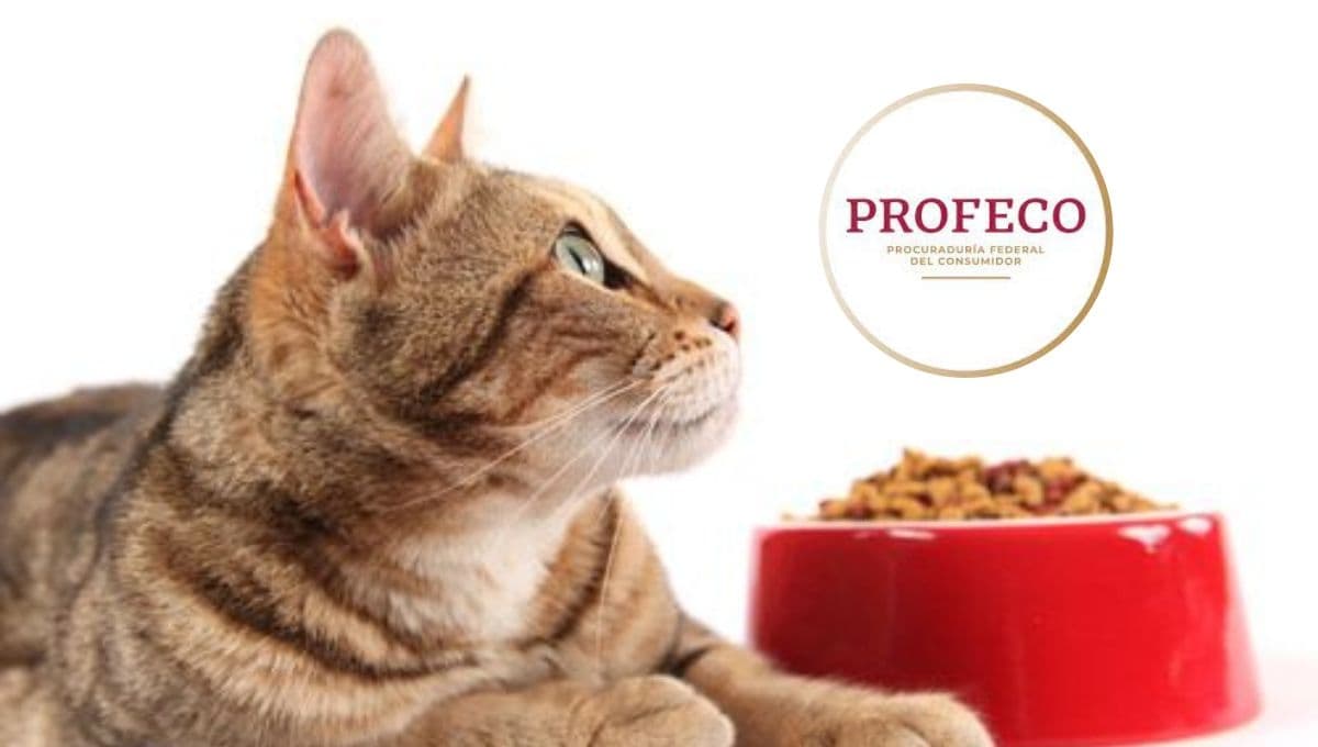 Profeco dice que este es el MEJOR alimento para gatos, ¿lo conoces?