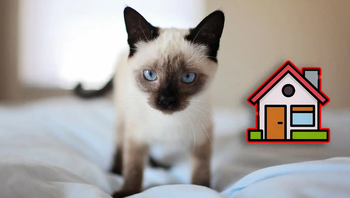 ¿Qué significa tener un gato siamés en la casa?