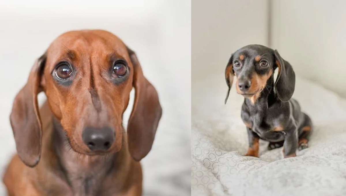 ¿Cuánto viven los perros salchichas y cuál es su principal causa de muerte?