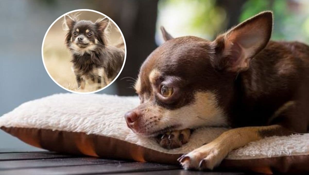 ¿Cuánto vive un perro chihuahua y qué enfermedades los afectan?
