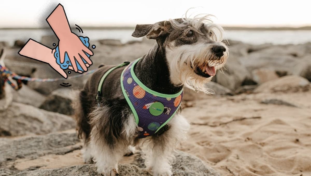 ¿Cuántas veces se debe bañar a un perro Schnauzer?