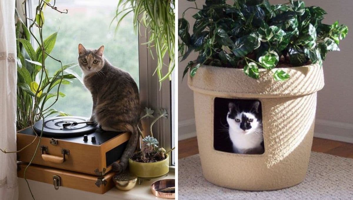¿Cuándo empieza la vejez en los gatos y cómo hacerlos disfrutar esa etapa?