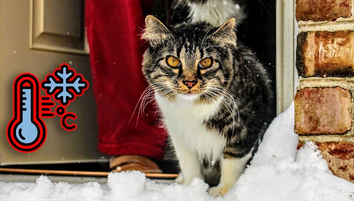 ASÍ puedes abrigar y proteger a tu gatito del frío de diciembre