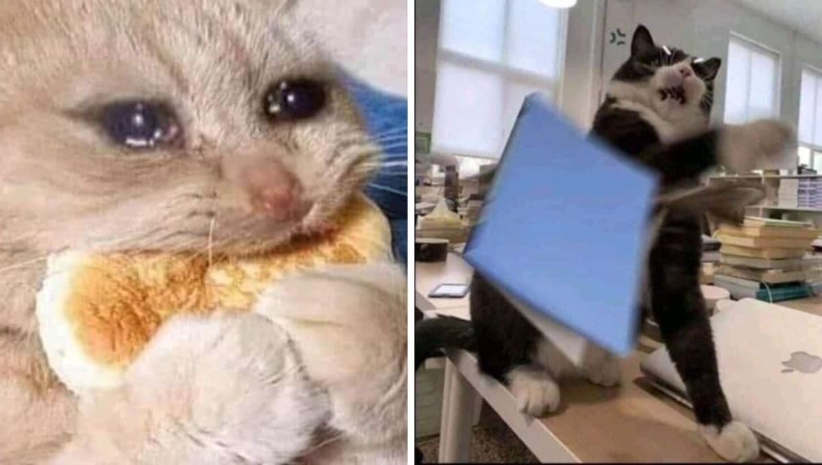 6 MEMES de gatitos llorando porque ya se va a acabar el año y sienten que no hicieron nada