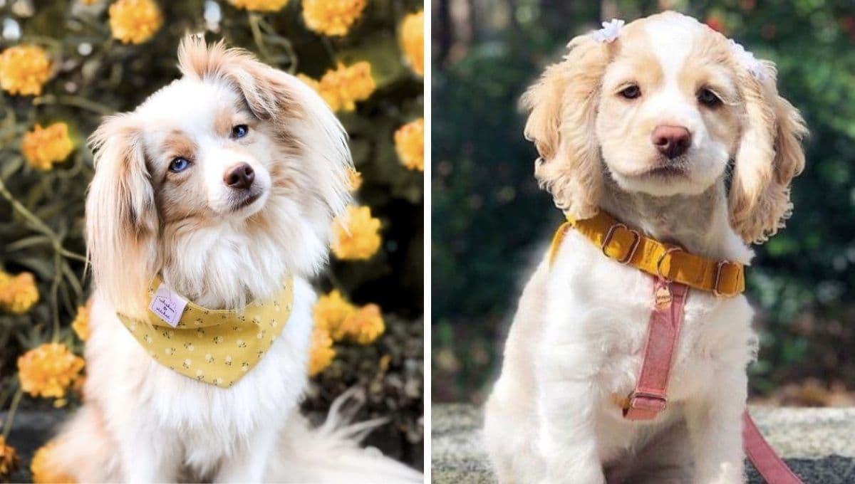 ¿Tienes un perro inteligente? Descúbrelo con este TEST de inteligencia perruna