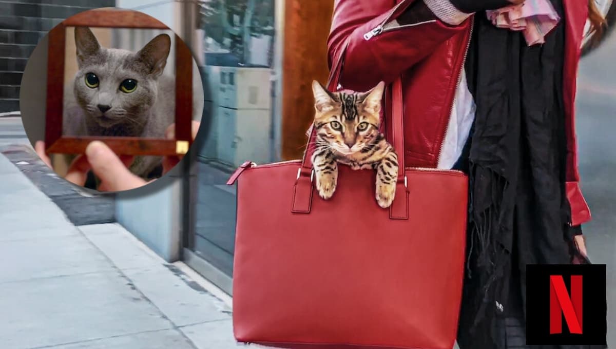 La serie de gatos en Netflix que demuestra por qué son las mejores mascotas