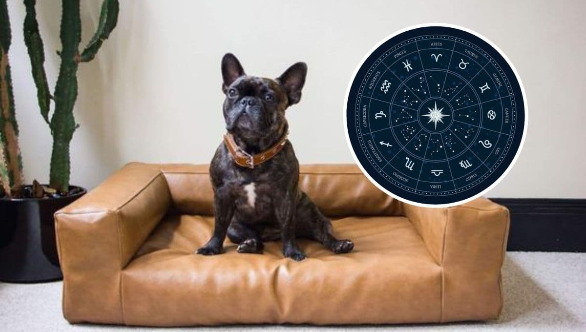 Tu raza de perro ideal según tu signo zodiacal
