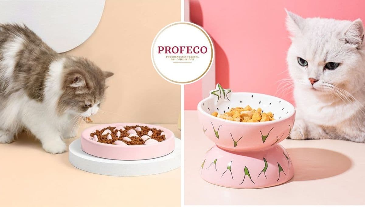 ¿Qué alimento para gatos tiene más proteínas? Profeco te da 3 excelentes opciones