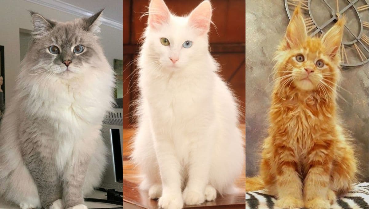¿Te gustan los gatos cariñosos y juguetones? ESTAS son las mejores 5 razas
