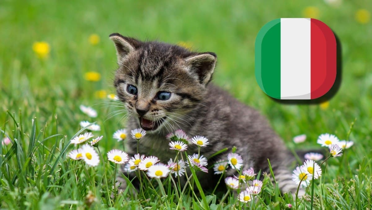 6 nombres elegantes para gatitas lindas en italiano con su significado