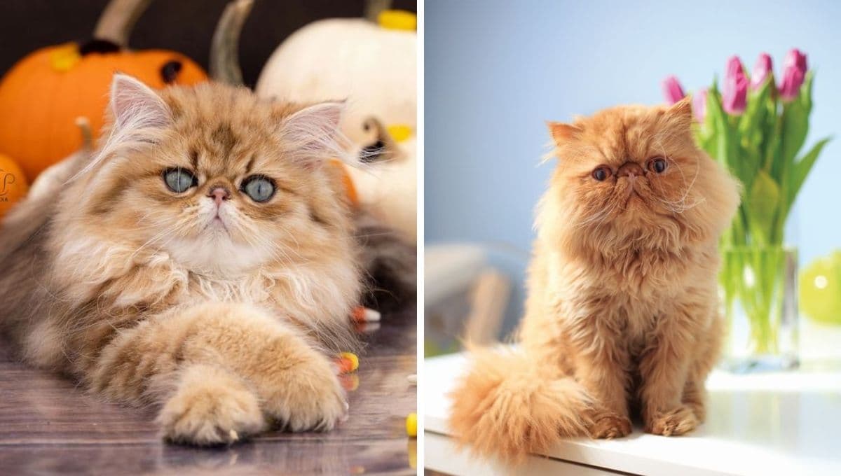 ¿Qué significa tener un gato persa en casa?