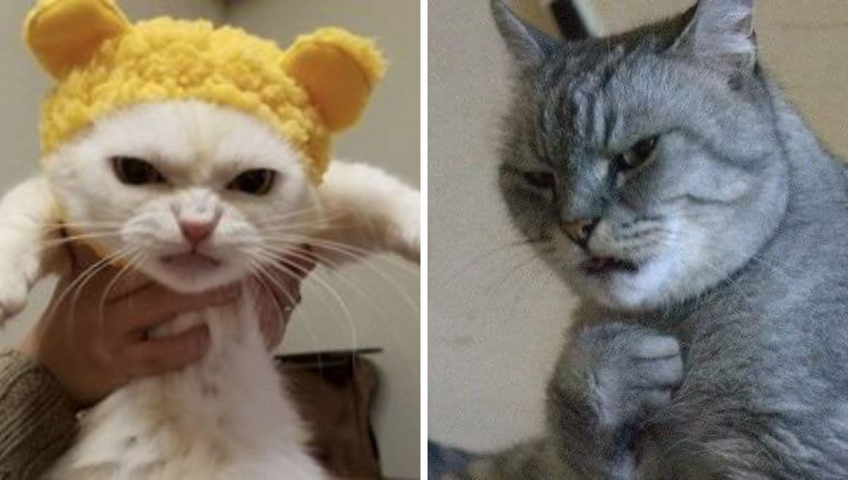 7 MEMES de gatos chistosones para aliviarte si andas enojadillo o estresadón por la vida