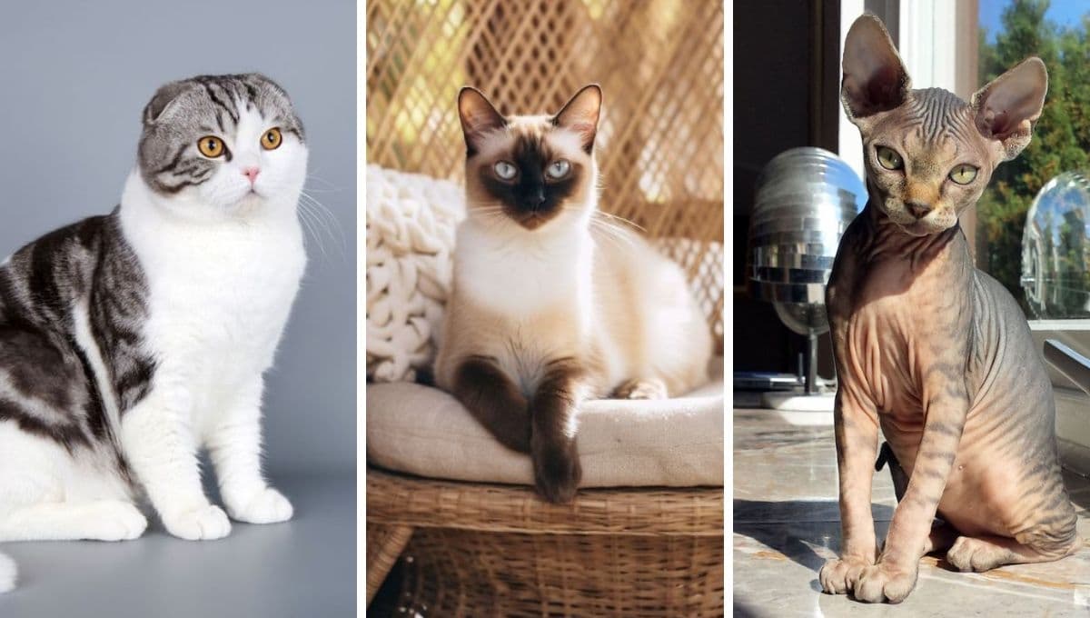 ¿Adoras a los gatos pequeños y cariñosos? Estas son las 5 razas más tiernas