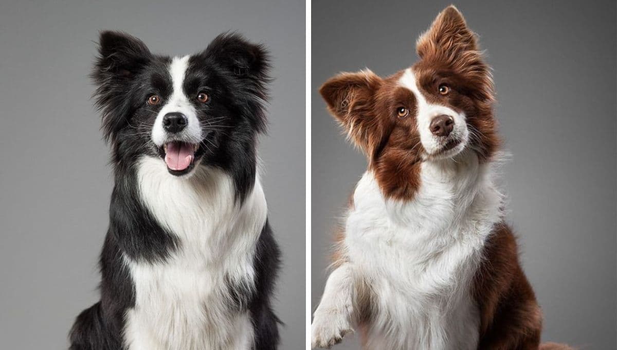 ¿Qué tan buena idea es tener un Border Collie como mascota?