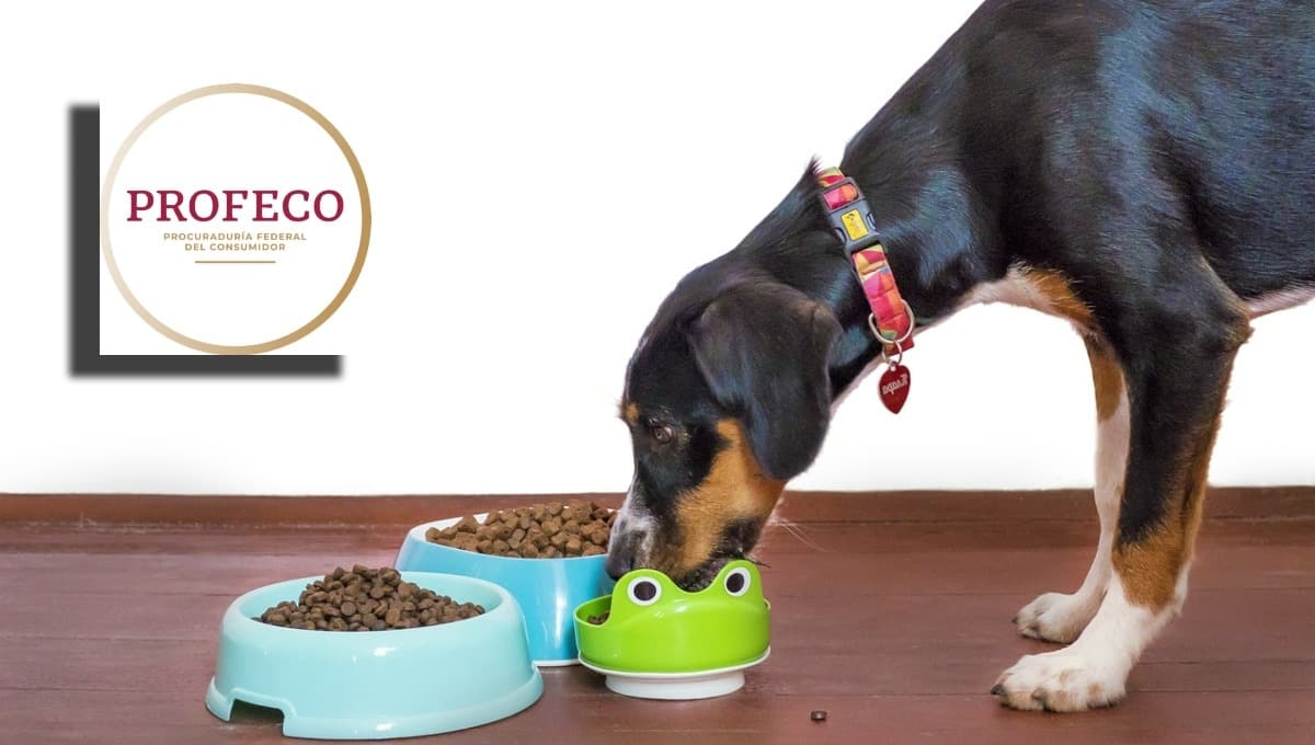 Estas son las mejores croquetas para perro con salmón según Profeco: tienen buena proteína