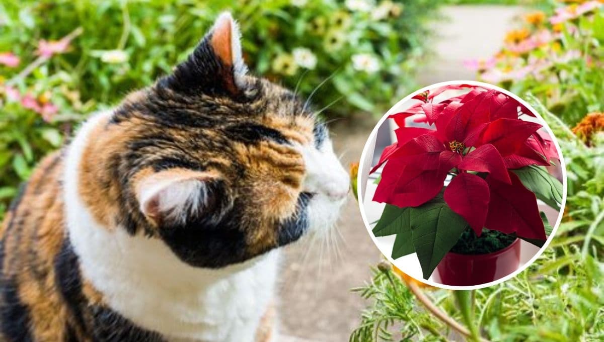Gatos y flor de Nochebuena, ¿por qué hay que mantenerlos SIEMPRE alejados?