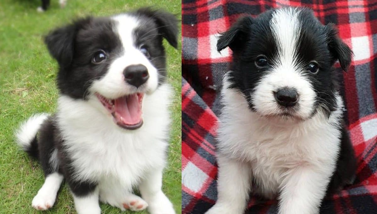 ¿A qué edad se tranquilizan los perros Border Collie?