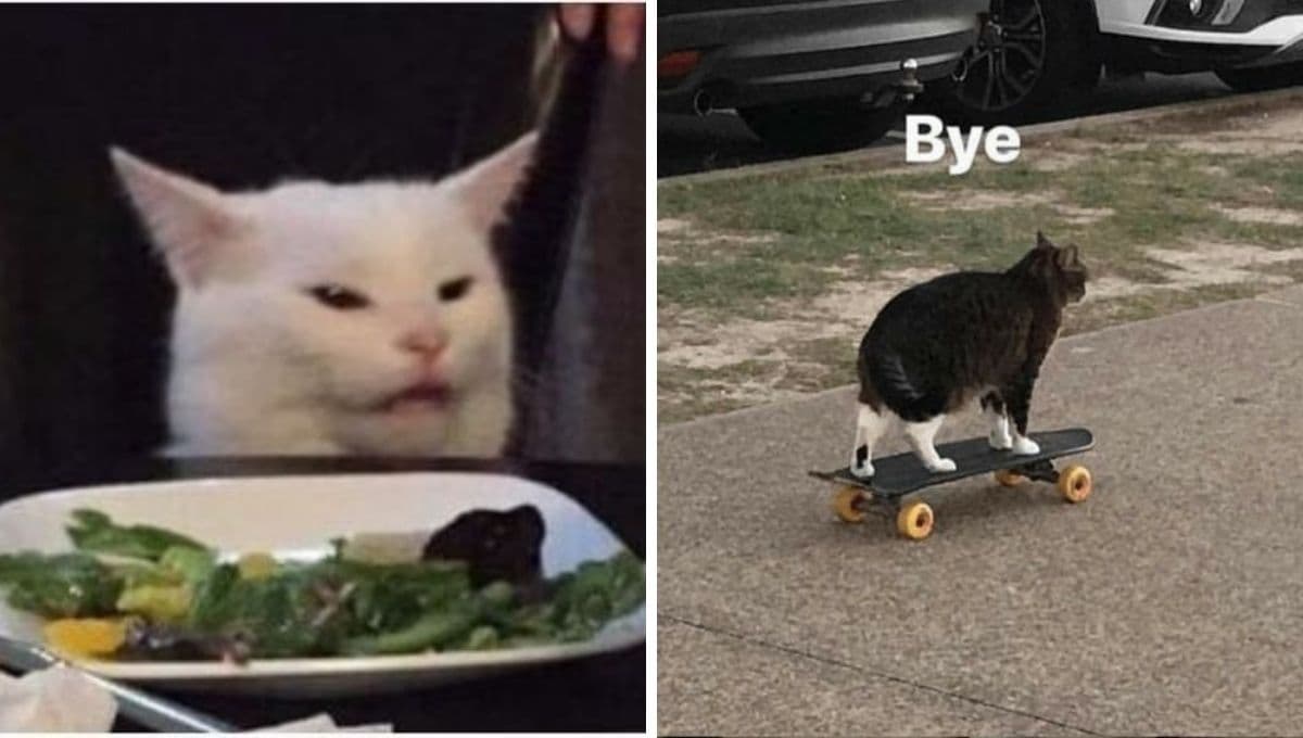 7 memes de gatos todos groserotes que te representarán del 5 al 10 de diciembre