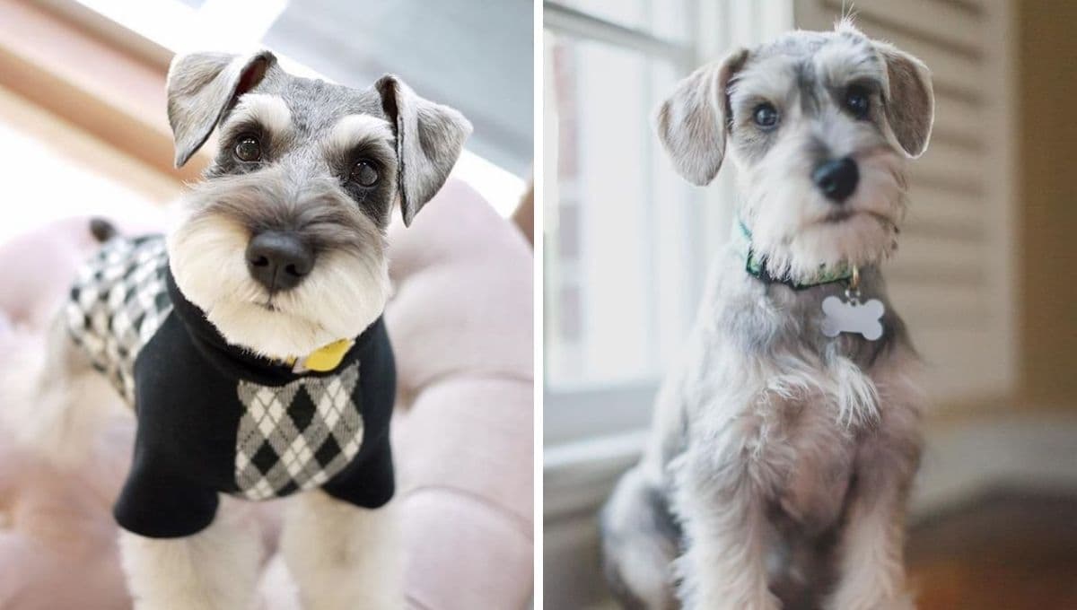 ¿Cuánto es la edad máxima de un Schnauzer y qué enfermedades les afectan más?