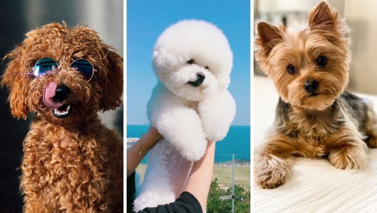 ¿Quieres un perrito miniatura y peludo? Estas son las 6 razas más preciosas