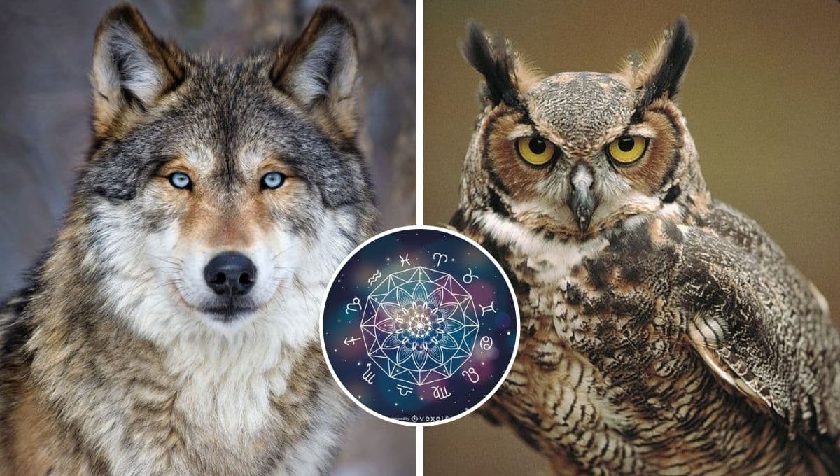 Descubre cuál es tu animal espiritual según tu fecha de nacimiento