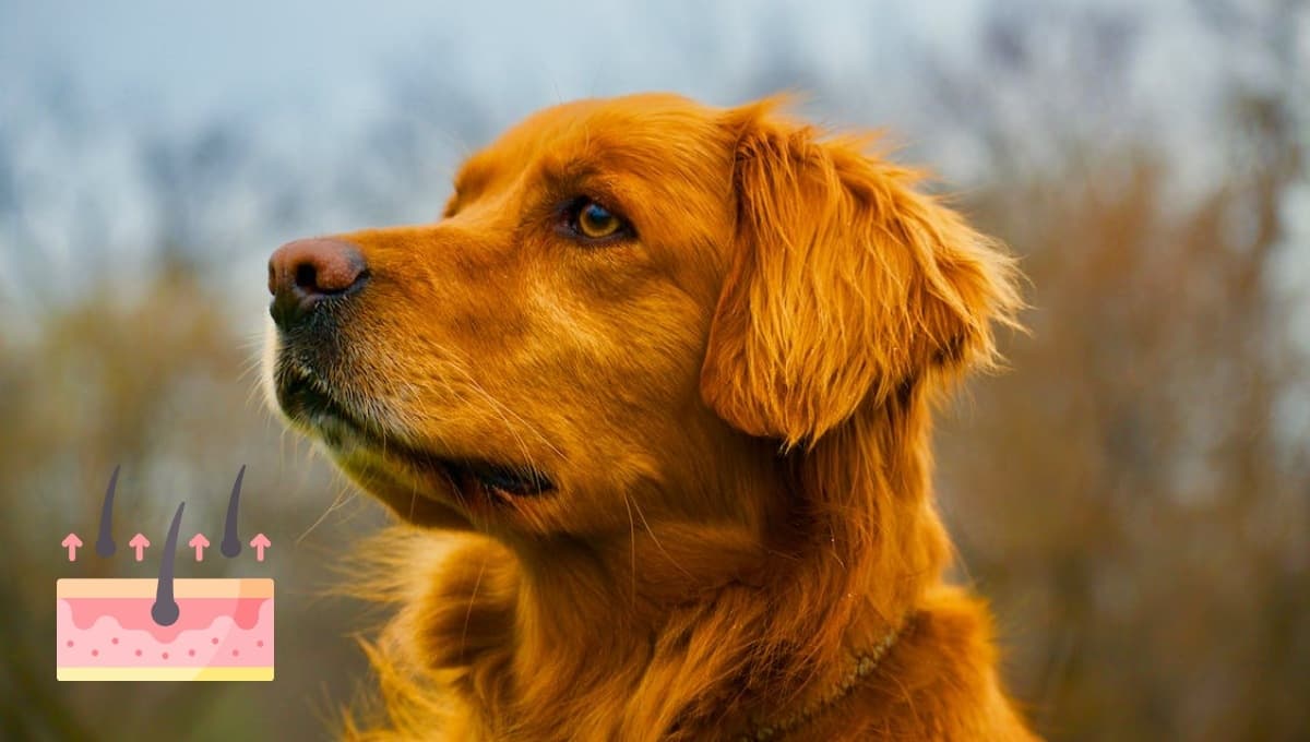 ¿Por qué los perros se arrancan el pelo?
