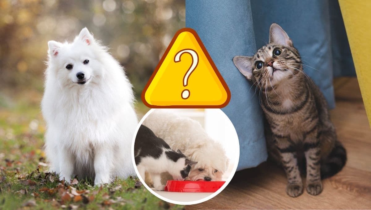 ¿Qué pasa si mi perro come croquetas de gato?