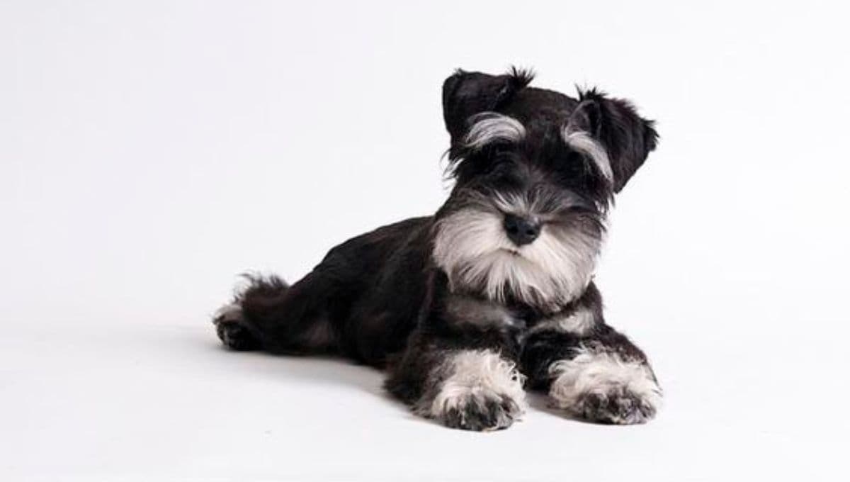 ¿Qué problemas tienen los perros Schnauzer y hasta qué edad viven?