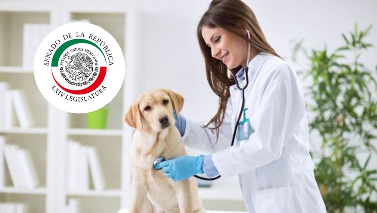 Veterinarias públicas en México: ¿qué servicios tendrán gratis y dónde estarán?