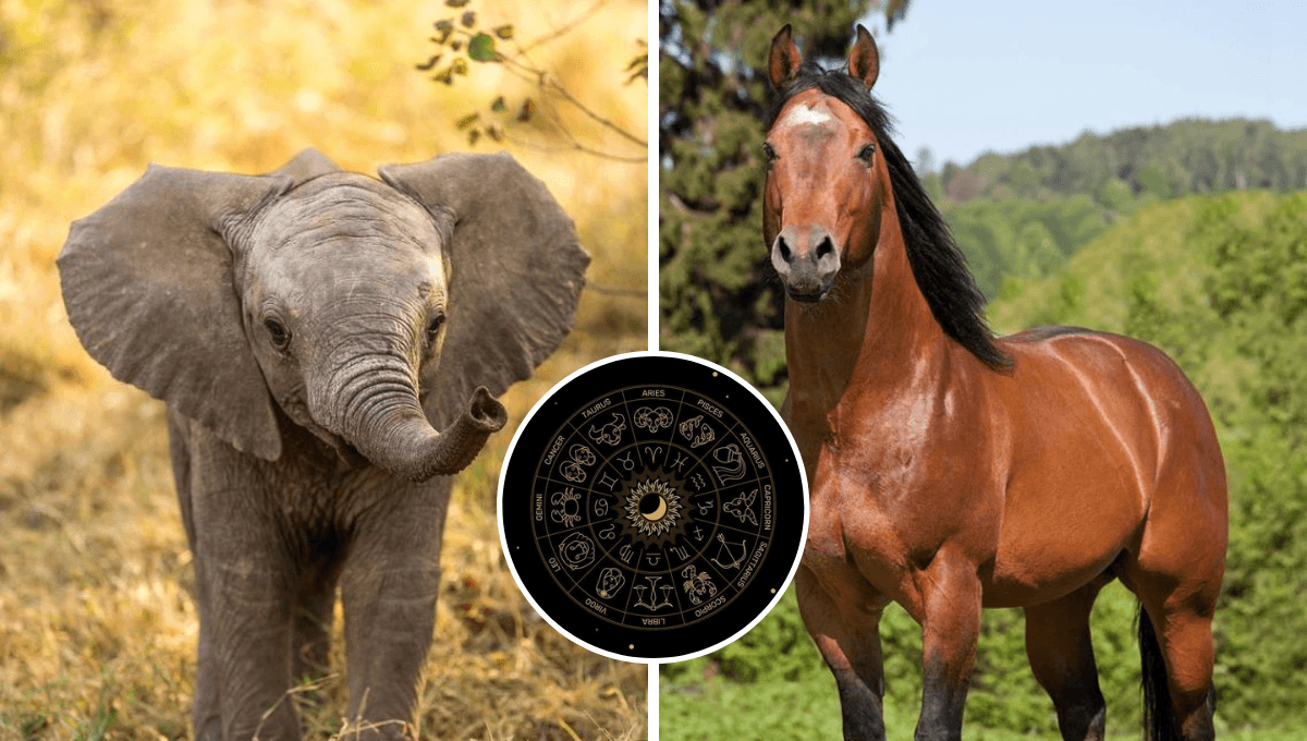 ¿Cuál es mi animal de protección según mi signo zodiacal?