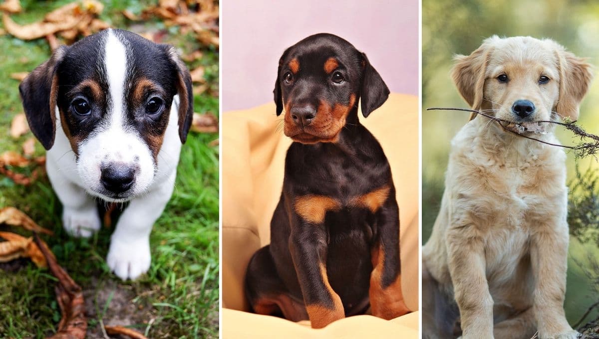 ¿Qué raza de perro es perfecto para mí según mi signo zodiacal?