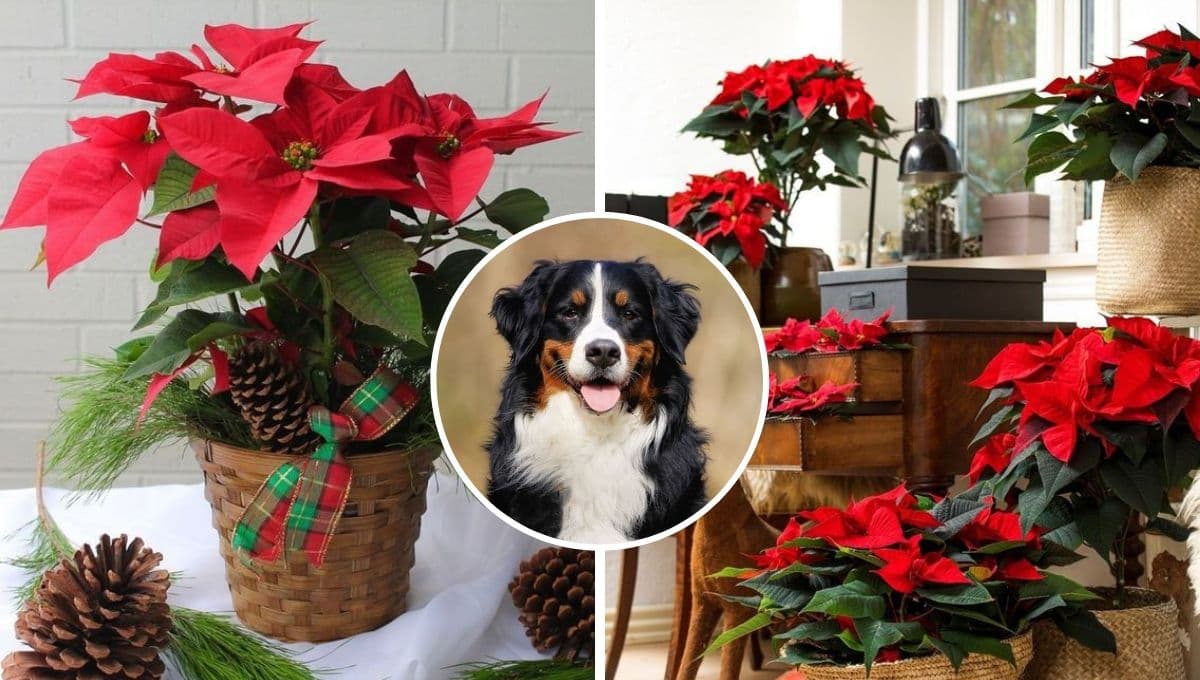 ¡Aléjalos! ESTO le pasa a tu perro si se come una noche buena