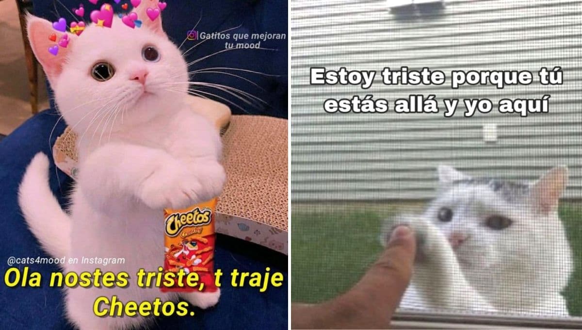 7 memes de gatos tiernos que animarán ese corazoncito triste del 10 al 15 de diciembre