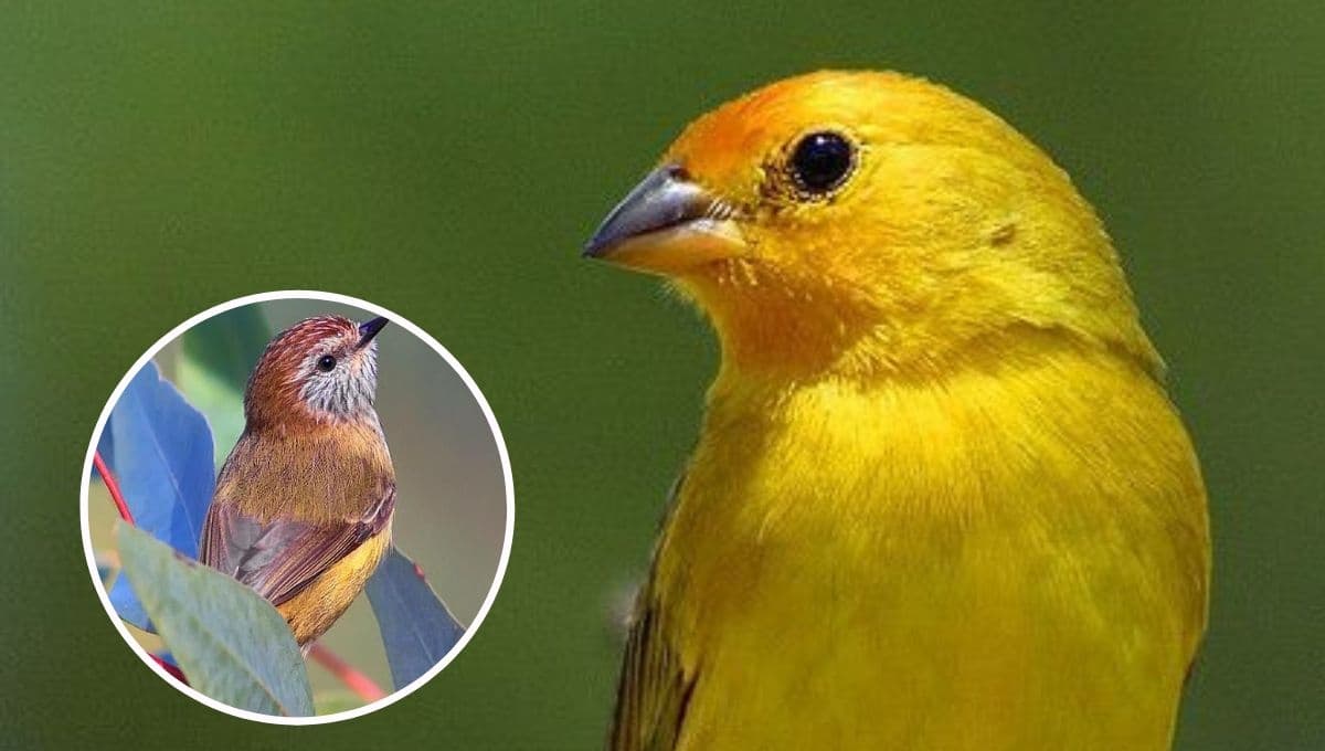 ¿Dónde poner al canario en casa para que viva muy feliz?