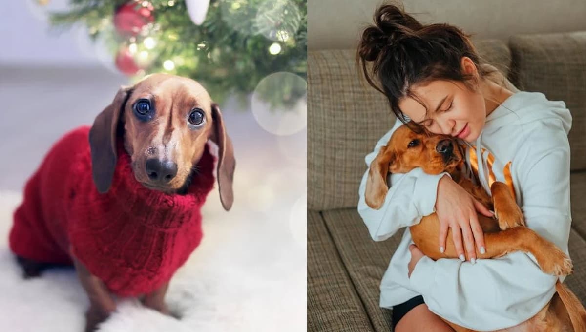 ¿Cómo identificar si mi perro tiene frío y qué hacer para abrigarlo?