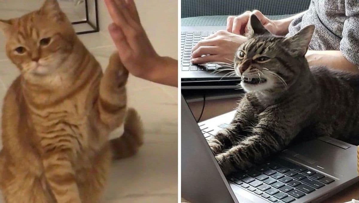 7 MEMES de gatos tristísimos porque ya deben todo su aguinaldo