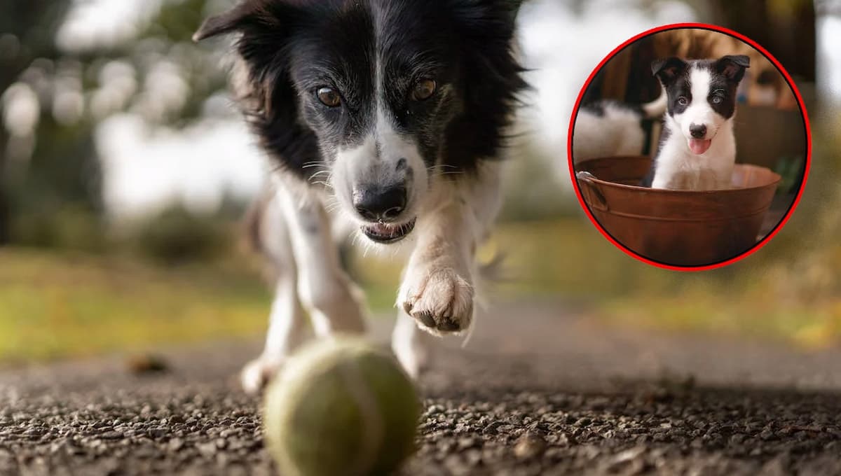 ¿Cómo hacer feliz a un perro Border Collie?