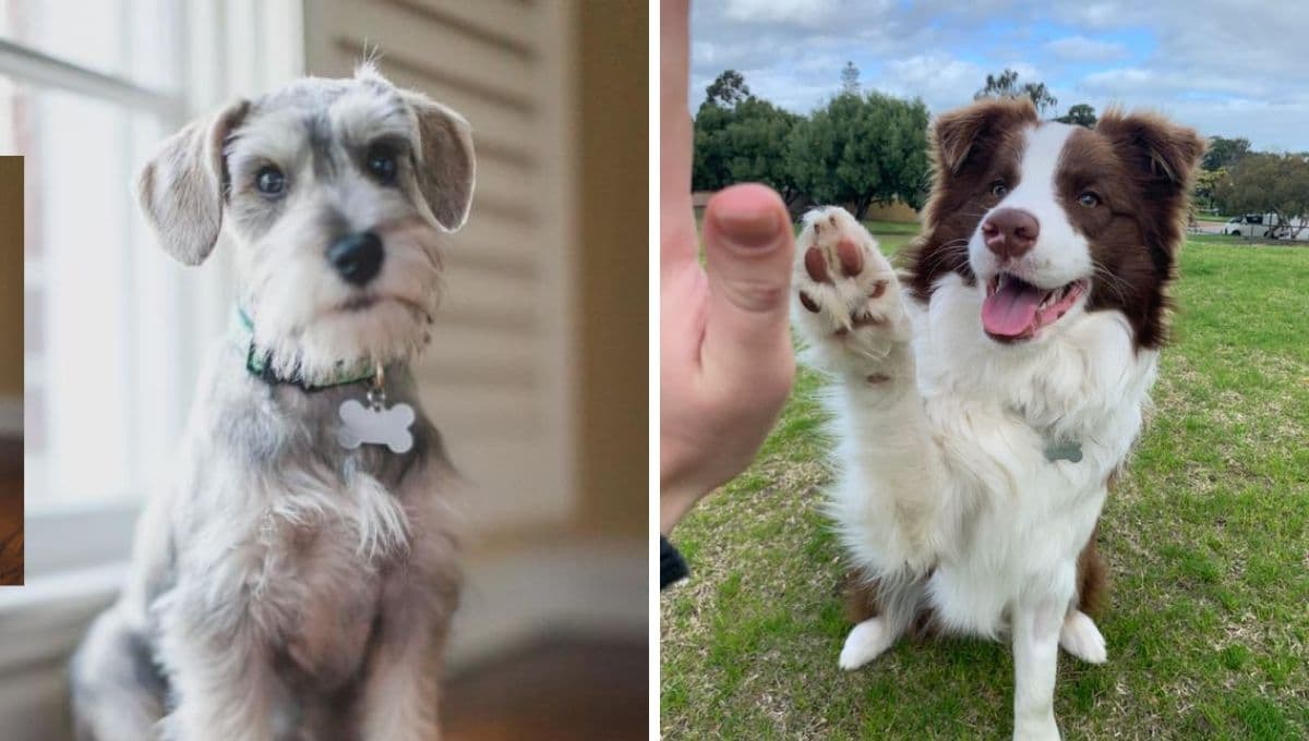 ¿Qué es mejor tener un Schnauzer o un Border Collie?