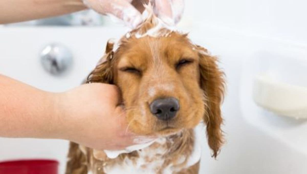 ¿Cuántas veces se puede bañar a un perro en invierno?