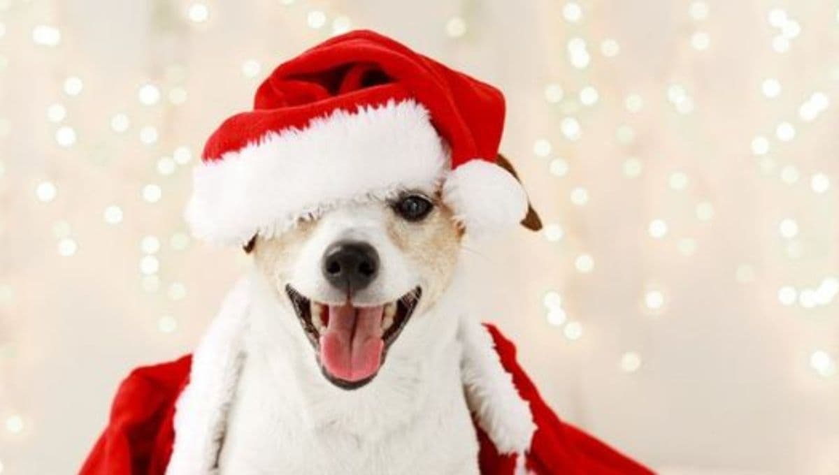 3 regalos de Navidad que le puedes dar a tu perro por menos de 150 pesos