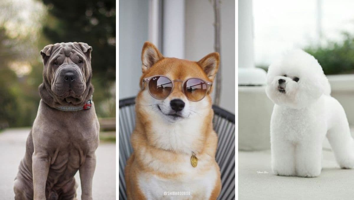¿Quieres un perrito silencioso? Estas son las 5 razas de lomitos que menos ladran