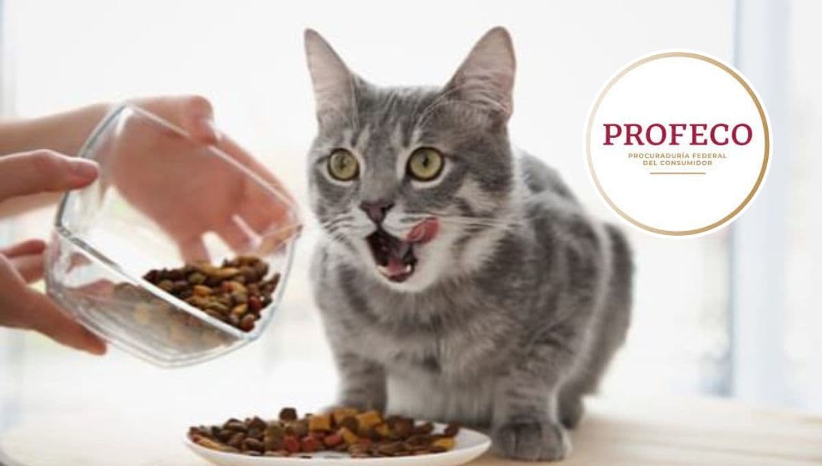 ¿Cuál es la comida para gato con más proteína? Profeco te da 3 opciones