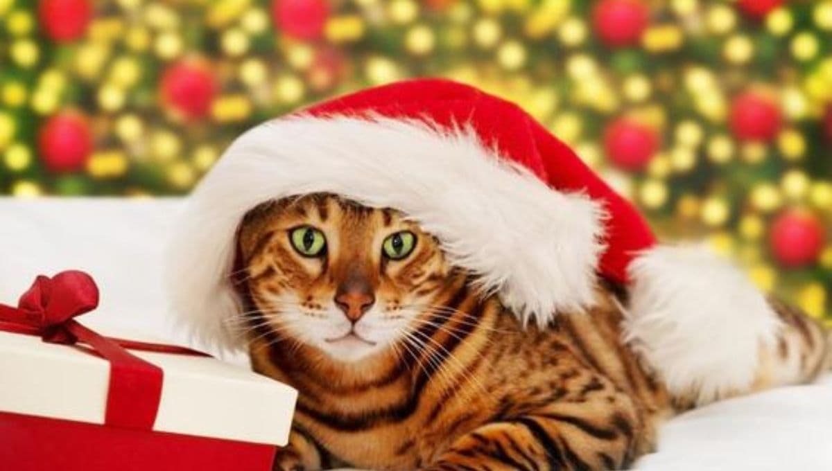 ¿Cómo hacer que los gatos no se acerquen al árbol de Navidad?